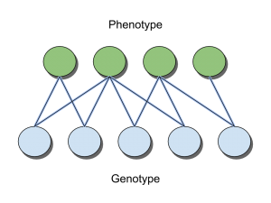 An illustration of a sample genotype to phenotype mapping.